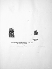 Neonectria coccinea image